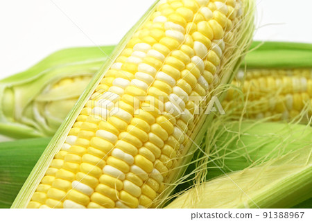 玉米（甜夢） 91388967