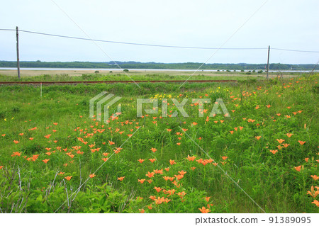 Koshimizu Wild Flower Garden and Kusami Line 91389095