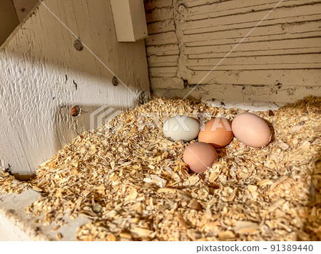 Grouping of fresh chicken eggs in a nesting area of a cage free coop. Grouping of fresh chicken eggs in a nesting area of a cage free coop. 91389440