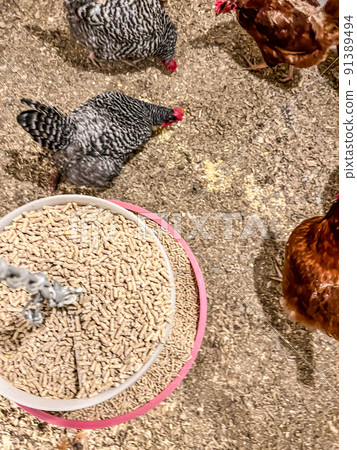 Overhead view of a chicken feeder in a free range coop with birds around it Overhead view of a chicken feeder in a free range coop with birds around it 91389494
