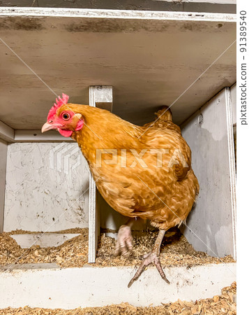 Layer chicken in a cage free coop for laying eggs. Layer chicken in a cage free coop for laying eggs. 91389540