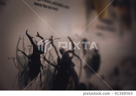 Pinned exotic species of coleoptera beetles in an insect collection 91389563