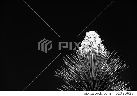 Dramatic view of a flowering bloom of a Yucca brevifolia at Joshua Tree National Park in California, USA against a blank sky. 91389623