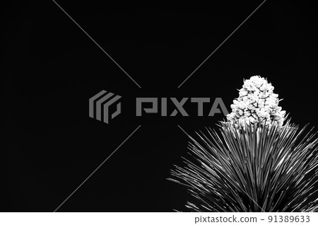 Dramatic view of a flowering bloom of a Yucca brevifolia at Joshua Tree National Park in California, USA against a blank sky. Dramatic view of a flowering bloom of a Yucca brevifolia at Joshua Tree National Park in California, USA against a blank sky. 91389633