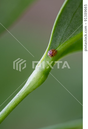 Focus on a single pest scale insect on an indoor houseplant leaf. 91389665