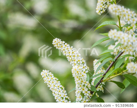 White flowers blooming bird cherry. Close-up of a Flowering Prunus padus Tree with White Little Blossoms White flowers blooming bird cherry. Close-up of a Flowering Prunus padus Tree with White Little Blossoms 91389686