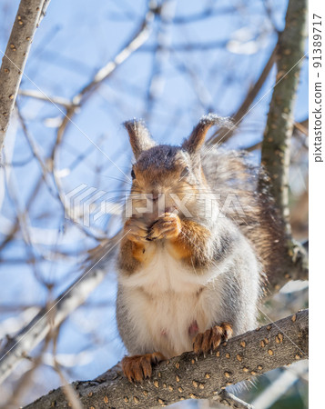 The squirrel with nut sits on tree in the winter or late autumn The squirrel with nut sits on tree in the winter or late autumn 91389717