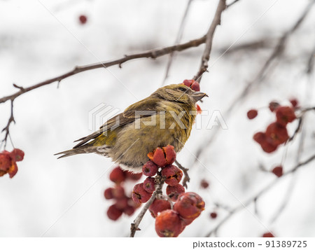Red Crossbill female sitting on the tree branch and eats wild apple berries. Crossbill bird eats berries. Red Crossbill female sitting on the tree branch and eats wild apple berries. Crossbill bird eats berries. 91389725
