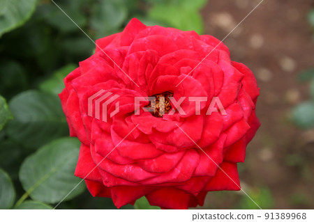 Roses in full bloom 91389968