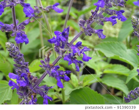 Lavender Sage 91390339