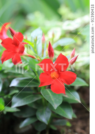 Bright red sun umbrella 91390418