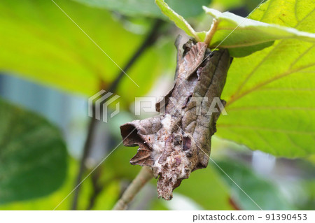 Eumeta varieum with the leaves of Hamamelis mollis 91390453
