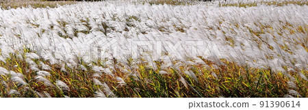 銀草原野寬 91390614