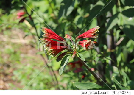 Red alstroemeria purquera flowers blooming in a Japanese park in early summer Red alstroemeria purquera flowers blooming in a Japanese park in early summer 91390774