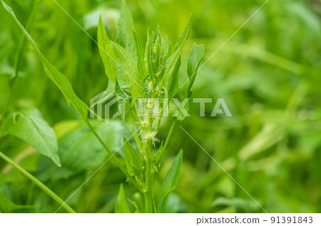 菠菜雌花 91391843