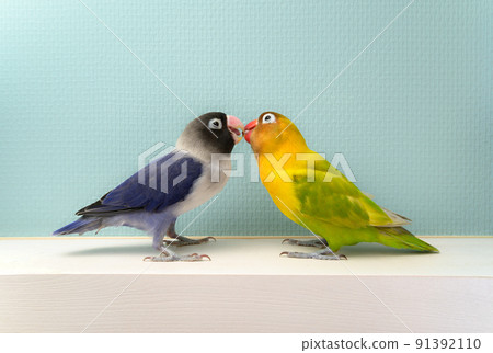 按鈕軟木塞 91392110