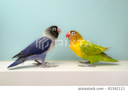 按鈕軟木塞 91392111