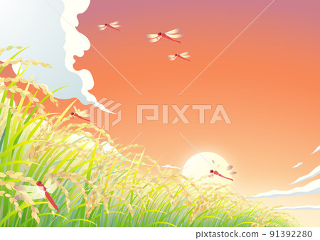 Rice rice field rice field sunset sky 91392280