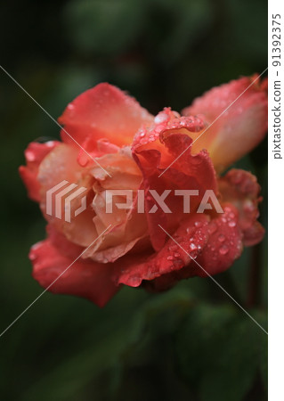 rose	 91392375