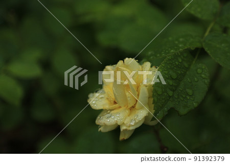 rose	 91392379