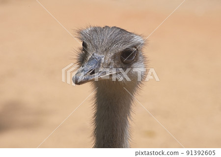 Front view of an ostrich. The concept for fear, ignoring, alertness, and attention Front view of an ostrich. The concept for fear, ignoring, alertness, and attention 91392605