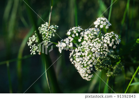 Apiaceae or Umbelliferae, flowering plants Apiaceae or Umbelliferae, flowering plants 91392843