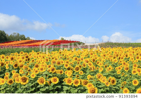 Shikisai no Oka, a flower garden and a sunflower field in full bloom Shikisai no Oka, a flower garden and a sunflower field in full bloom 91393894