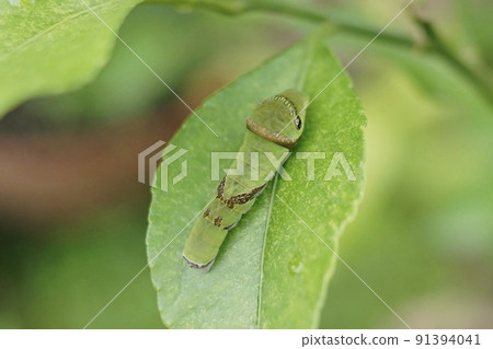 Larva of Monkeyeaga 91394041