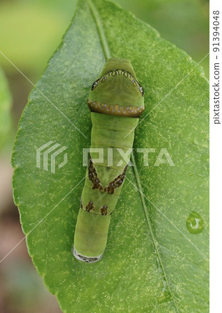 Monkeyeaga的幼蟲 Monkeyeaga的幼蟲 91394048