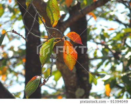藍天黃葉櫻桃樹 91394049