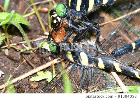 Male and female of Anotogaster sieboldii are involved Male and female of Anotogaster sieboldii are involved 91394058