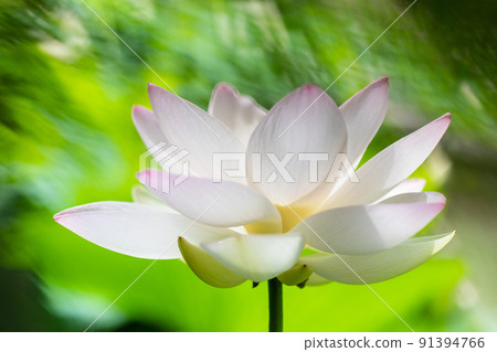 Take a lotus 91394766