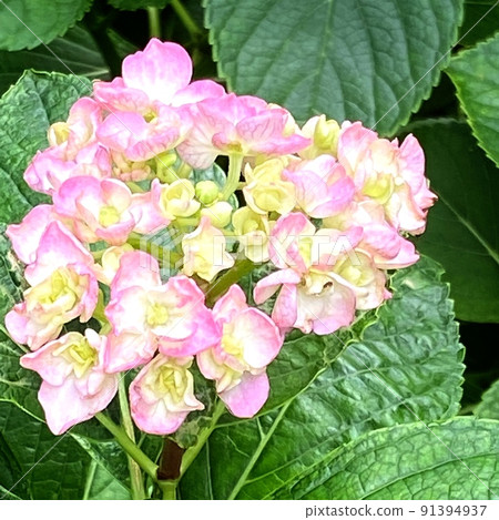 Hydrangea that I noticed from many Hydrangea that I noticed from many 91394937