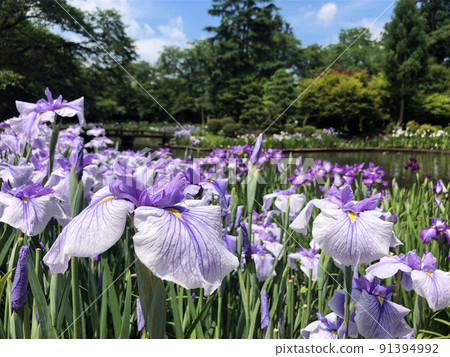 Isasumi Shrine Ayameen Isasumi Shrine Ayameen 91394992