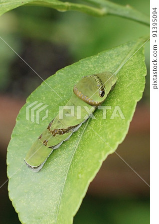 Monkeyeaga的幼蟲 91395094