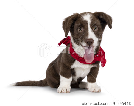 Welsh Corgi Cardigan on white background Welsh Corgi Cardigan on white background 91395448