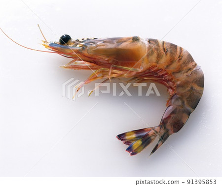 Image boiled shrimp on white background Image boiled shrimp on white background 91395853