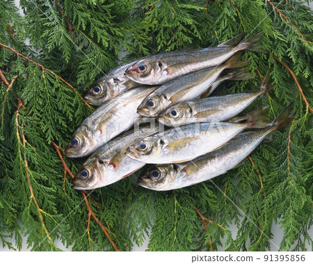 raw gilthead fishes raw gilthead fishes 91395856