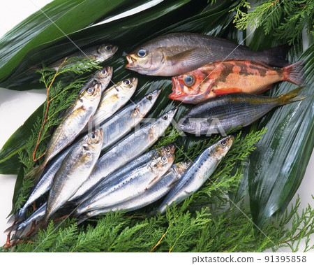 raw gilthead fishes raw gilthead fishes 91395858