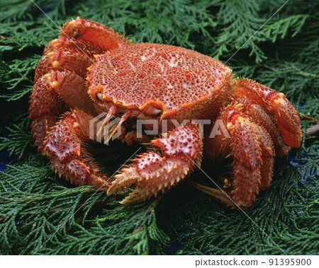 crab 91395900