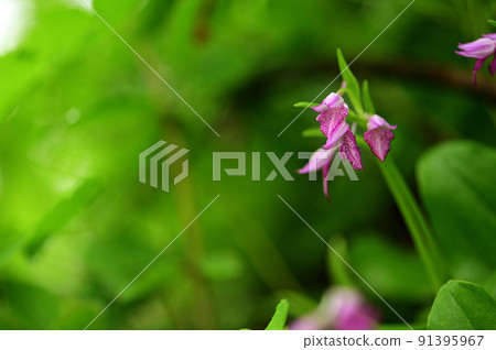 開花在初夏的森林裡的Galearis cyclochila 91395967