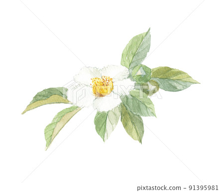 夏椿日本管家 91395981