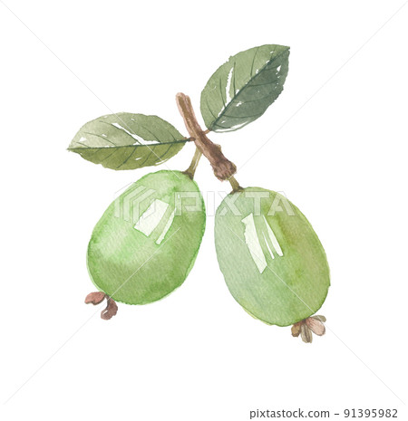 Feijoa 與葉子 91395982