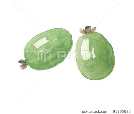 2 feijoa 91395983