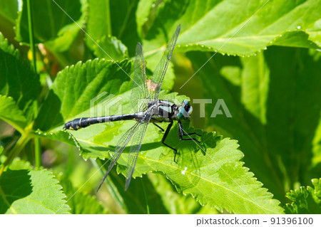 Beautiful horned granny sitting on a leaf near her pond for breeding, deep spring pond in the woods. Beautiful horned granny sitting on a leaf near her pond for breeding, deep spring pond in the woods. 91396100