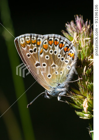 Close-up photo of butterfly Polyommatus Icarus which sits on a dry grass 91396106