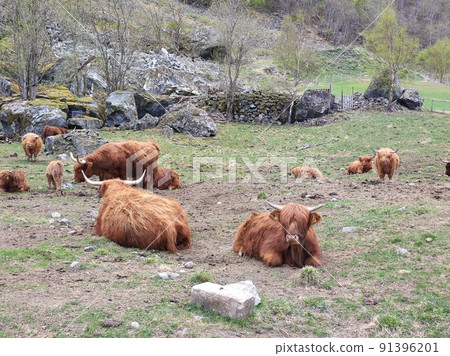 The Highland fluffy cows 91396201