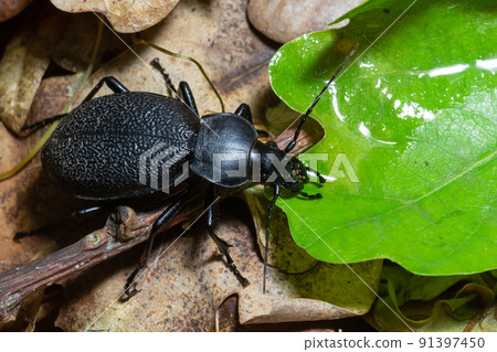 Carabus coriaceus is a species of beetle widespread in Europe, where it is primarily found in deciduous forests and mixed forests. 91397450