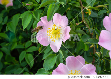 Honey bee Apis Mellifera is collecting pollen on white flower of bush dog rose. Latin rosa canina, similar to a sweet briar also called eglantine state flower or state symbol of Iowa and North Dakota 91397452