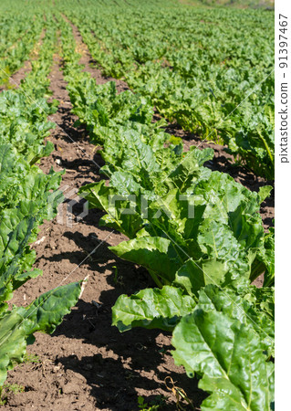Agricultural scenery of of sweet sugar beet field. Sugar beets are young. Sugar beet field 91397467
